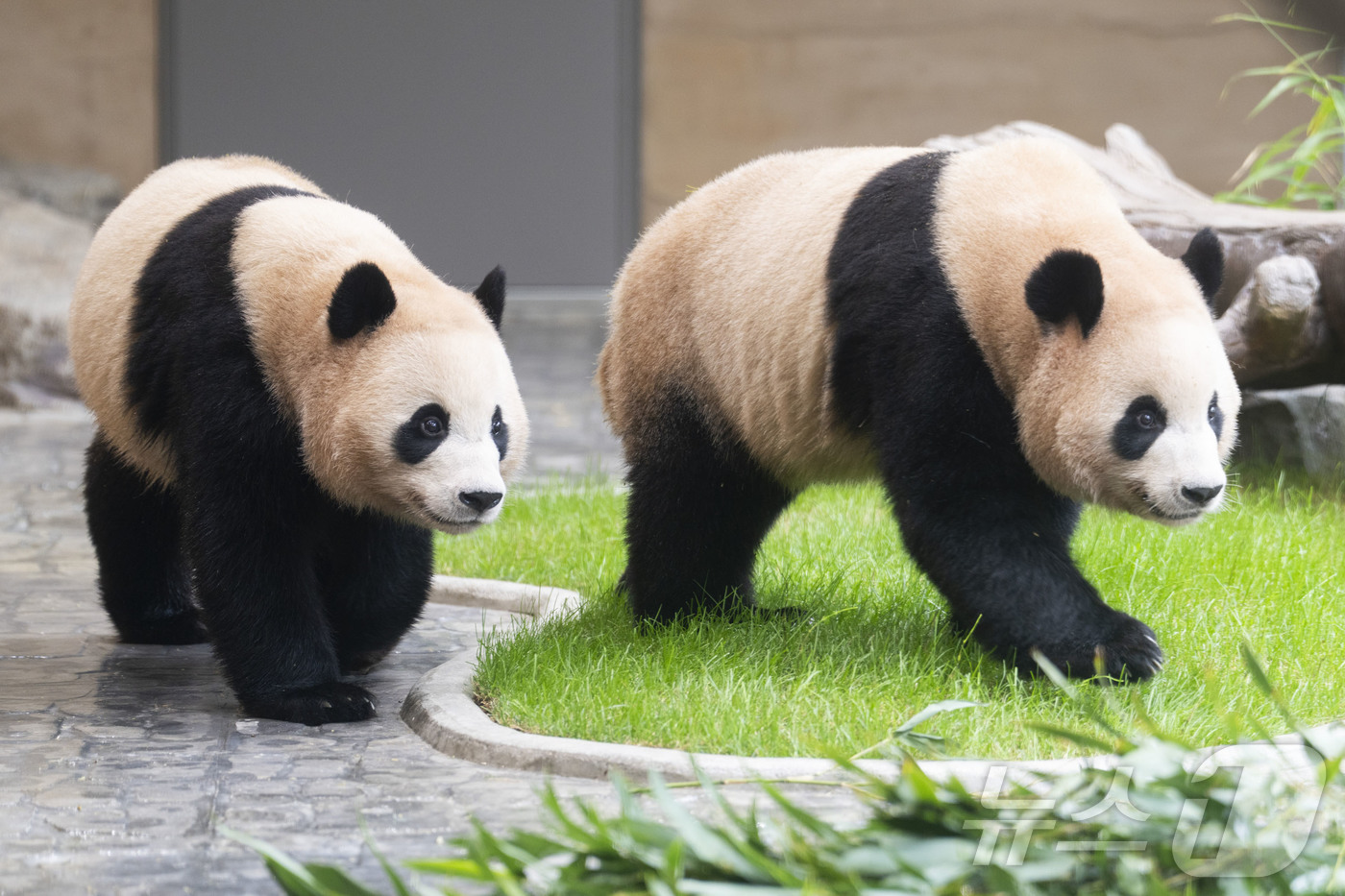 (서울=뉴스1) = 에버랜드가 오는 10월 3일부터 추석 연휴를 맞아 한가위 분위기를 만끽할 수 있는 '골든위크(Golden Week)' 특별 이벤트 주간을 운영한다고 29일 밝혔 …