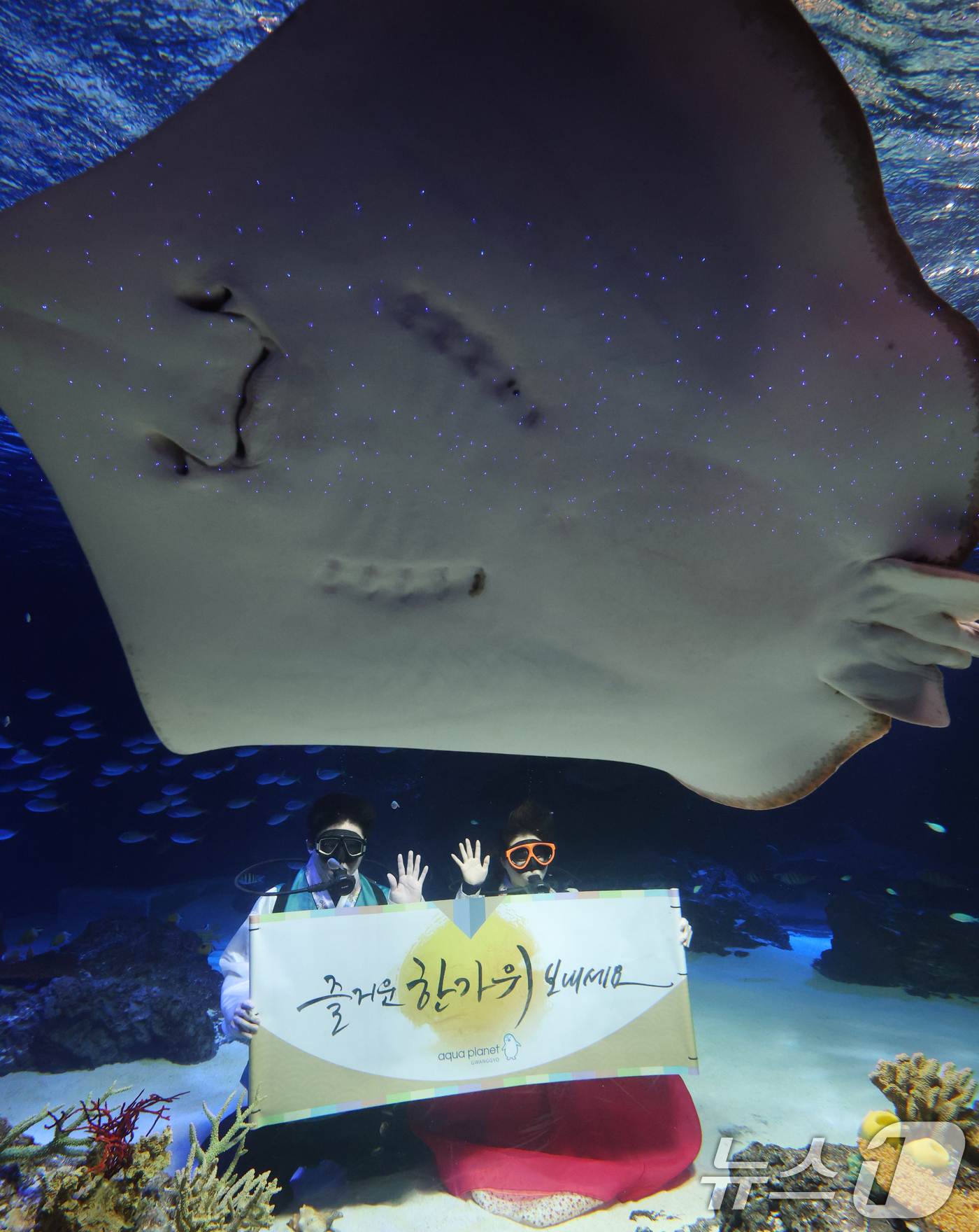 (수원=뉴스1) 김영운 기자 = 추석 연휴를 앞둔 29일 경기 수원시 영통구 아쿠아플라넷 광교에서 한복을 입은 아쿠아리스트들이 추석 명절 인사를 하고 있다. 2025.9.29/뉴스 …