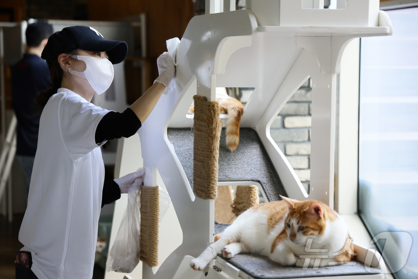 (서울=뉴스1) = 펫푸드 기업 로얄캐닌코리아가 지난 26일 경기도 파주시에 위치한 유기묘 보호소 ‘레이앳홈’에서 봉사활동을 진행했다. 로얄캐닌 직원이 보호소 고양이들의 캣타워를 …