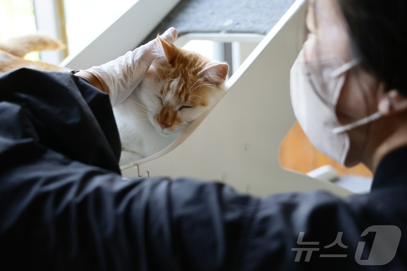 (서울=뉴스1) = 펫푸드 기업 로얄캐닌코리아가 지난 26일 경기도 파주시에 위치한 유기묘 보호소 ‘레이앳홈’에서 봉사활동을 진행했다. 로얄캐닌 직원이 따뜻한 손길로 유기묘과 교감 …