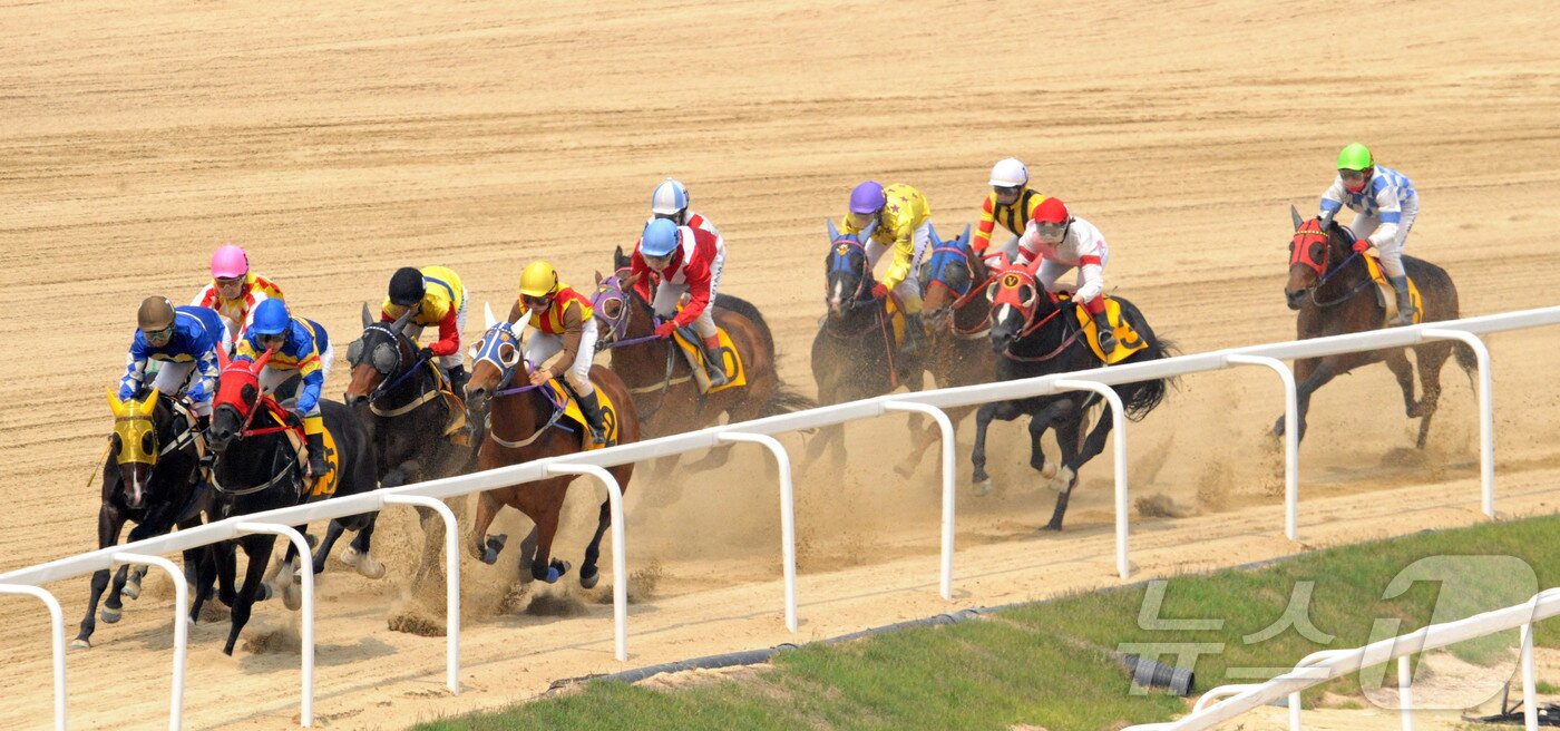 본문 이미지 - 2013년 5월 26일 서울6경주 레이스에 나선 차밍걸의 모습. 차밍걸은 11두 중 9위에 올랐다. &#40;한국마사회 제공&#41;