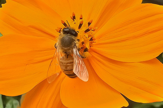 양봉현장 유기산 사용 증가…농진청, '꿀·맛·보·장' 안전사고 예방 캠페인