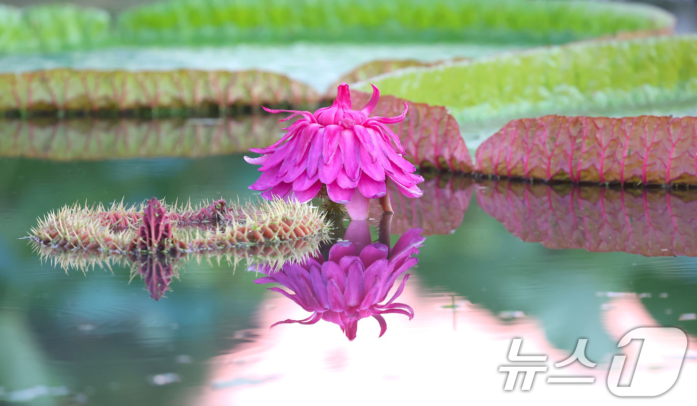 (서울=뉴스1) = 3일 경남 함양군 상림연꽃단지에서 밤의 여왕이라고 불리는 빅토리아연꽃이 활짝 펴 아름다운 자태를 뽐내고 있다. (함양군 제공. 재판매 및 DB 금지) 2025. …