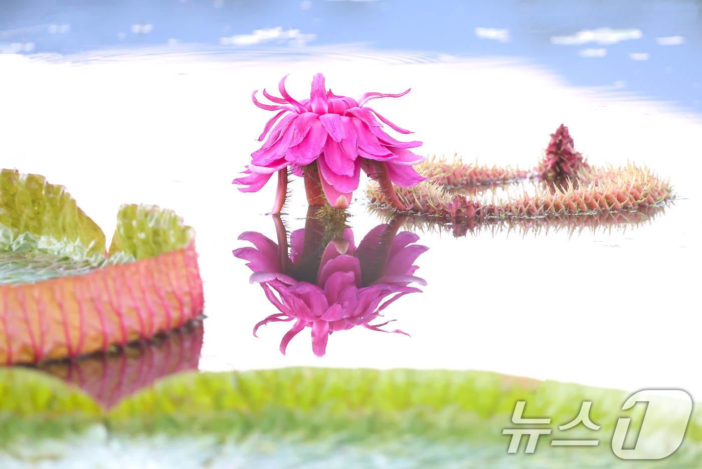 (서울=뉴스1) = 3일 경남 함양군 상림연꽃단지에서 밤의 여왕이라고 불리는 빅토리아연꽃이 활짝 펴 아름다운 자태를 뽐내고 있다. (함양군 제공. 재판매 및 DB 금지) 2025. …