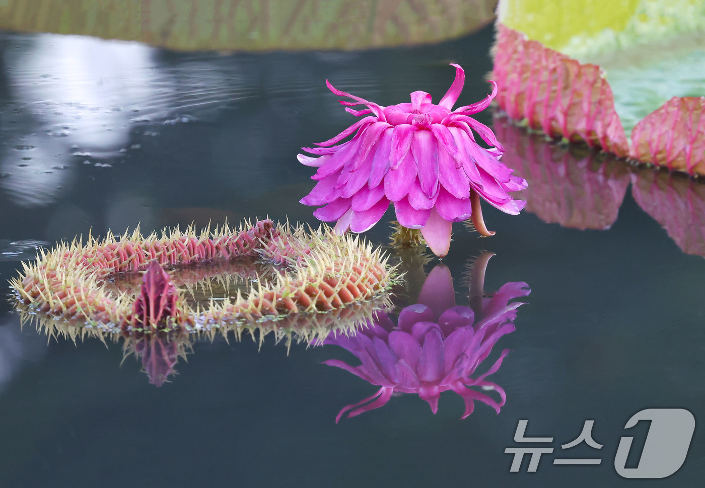(서울=뉴스1) = 3일 경남 함양군 상림연꽃단지에서 밤의 여왕이라고 불리는 빅토리아연꽃이 활짝 펴 아름다운 자태를 뽐내고 있다. (함양군 제공. 재판매 및 DB 금지) 2025. …