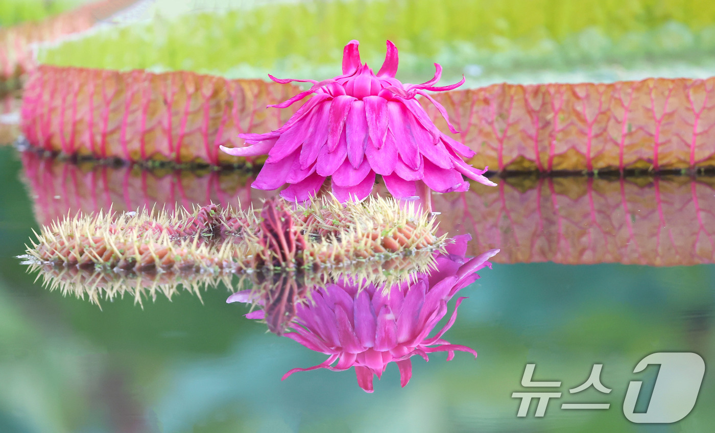 (서울=뉴스1) = 3일 경남 함양군 상림연꽃단지에서 밤의 여왕이라고 불리는 빅토리아연꽃이 활짝 펴 아름다운 자태를 뽐내고 있다. (함양군 제공. 재판매 및 DB 금지) 2025. …