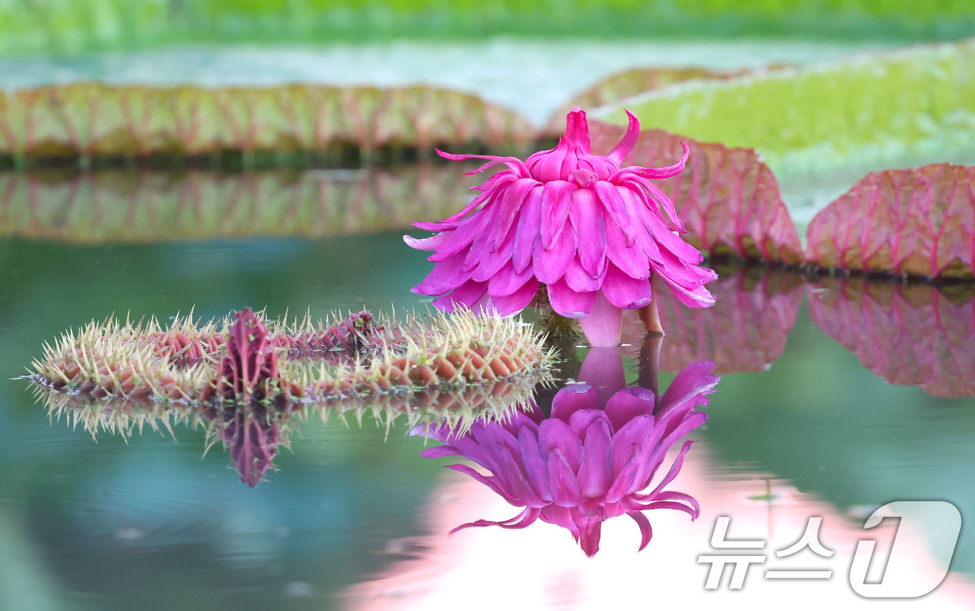 (서울=뉴스1) = 3일 경남 함양군 상림연꽃단지에서 밤의 여왕이라고 불리는 빅토리아연꽃이 활짝 펴 아름다운 자태를 뽐내고 있다. (함양군 제공. 재판매 및 DB 금지) 2025. …