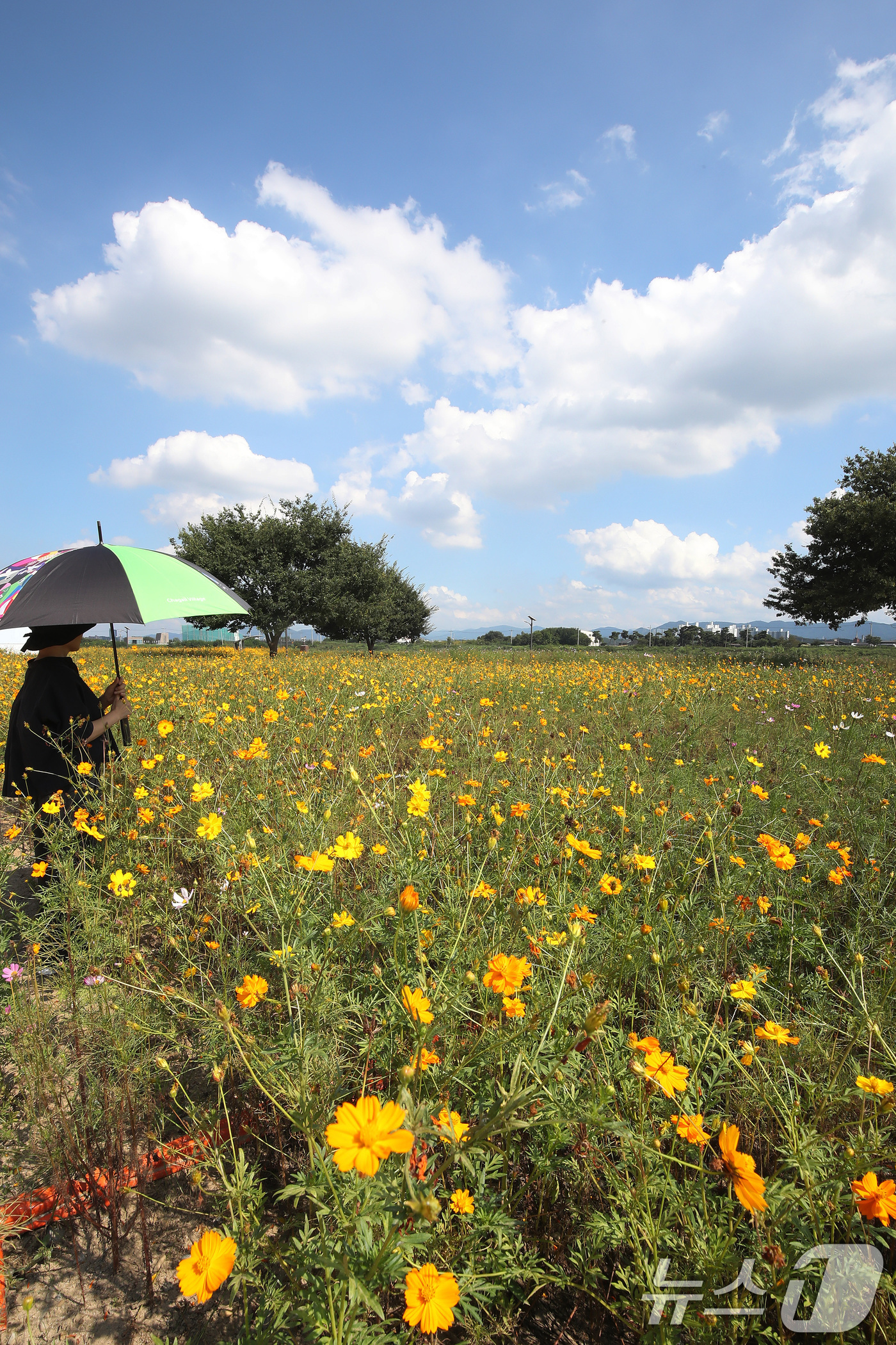 (경산=뉴스1) 공정식 기자 = 폭염의 기세가 다소 누그러든 3일 오후 경북 경산시 하양읍 금호강 하양경관농업단지에 곱게 핀 코스모스가 가을 소식을 전하고 있다. 2025.9.3/ …