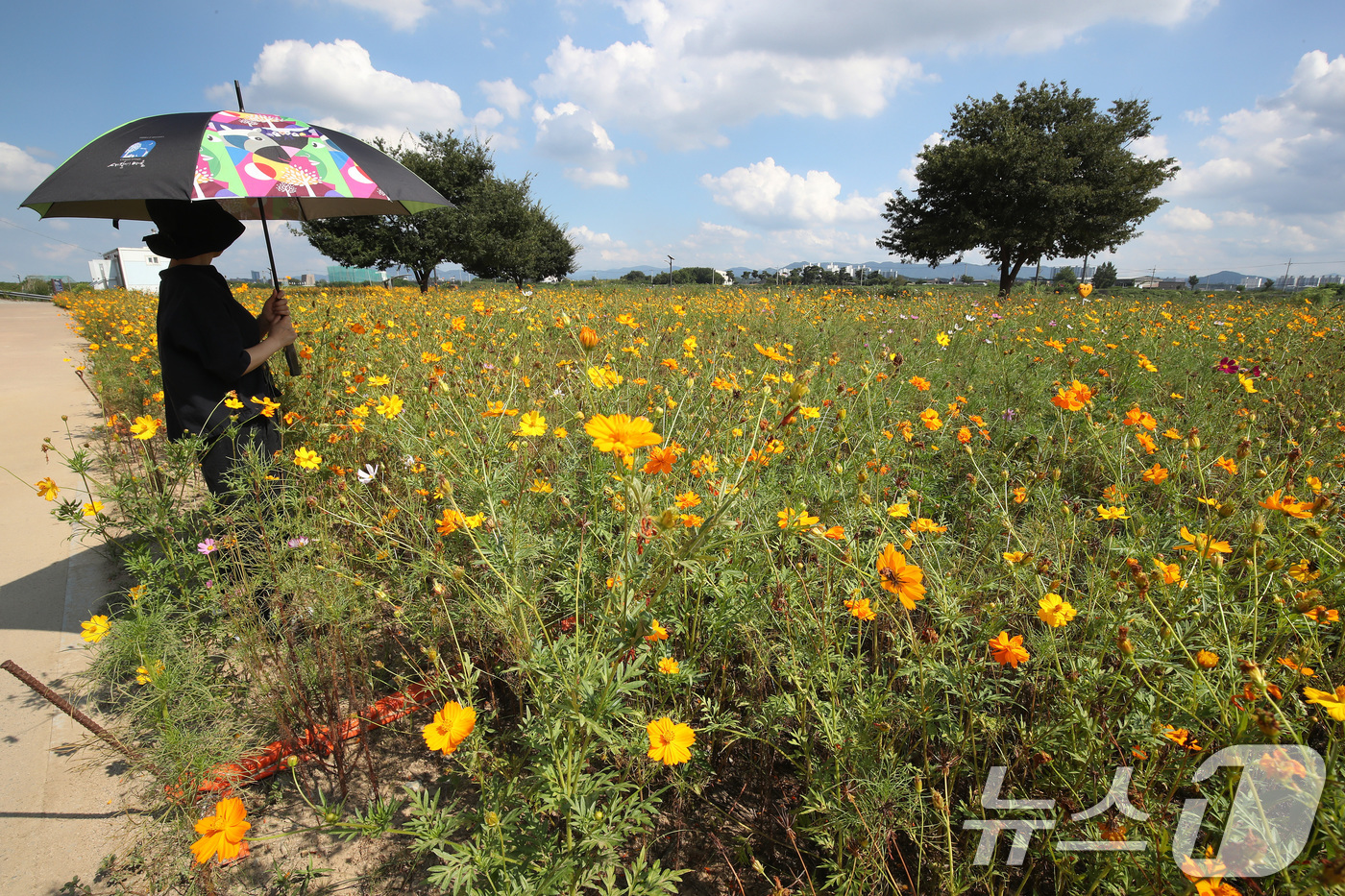 (경산=뉴스1) 공정식 기자 = 폭염의 기세가 다소 누그러든 3일 오후 경북 경산시 하양읍 금호강 하양경관농업단지에 곱게 핀 코스모스가 가을 소식을 전하고 있다. 2025.9.3/ …
