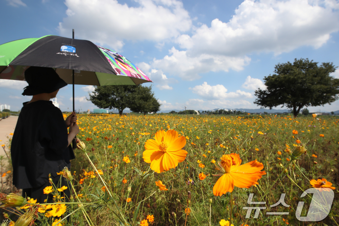 (경산=뉴스1) 공정식 기자 = 폭염의 기세가 다소 누그러든 3일 오후 경북 경산시 하양읍 금호강 하양경관농업단지에 곱게 핀 코스모스가 가을 소식을 전하고 있다. 2025.9.3/ …