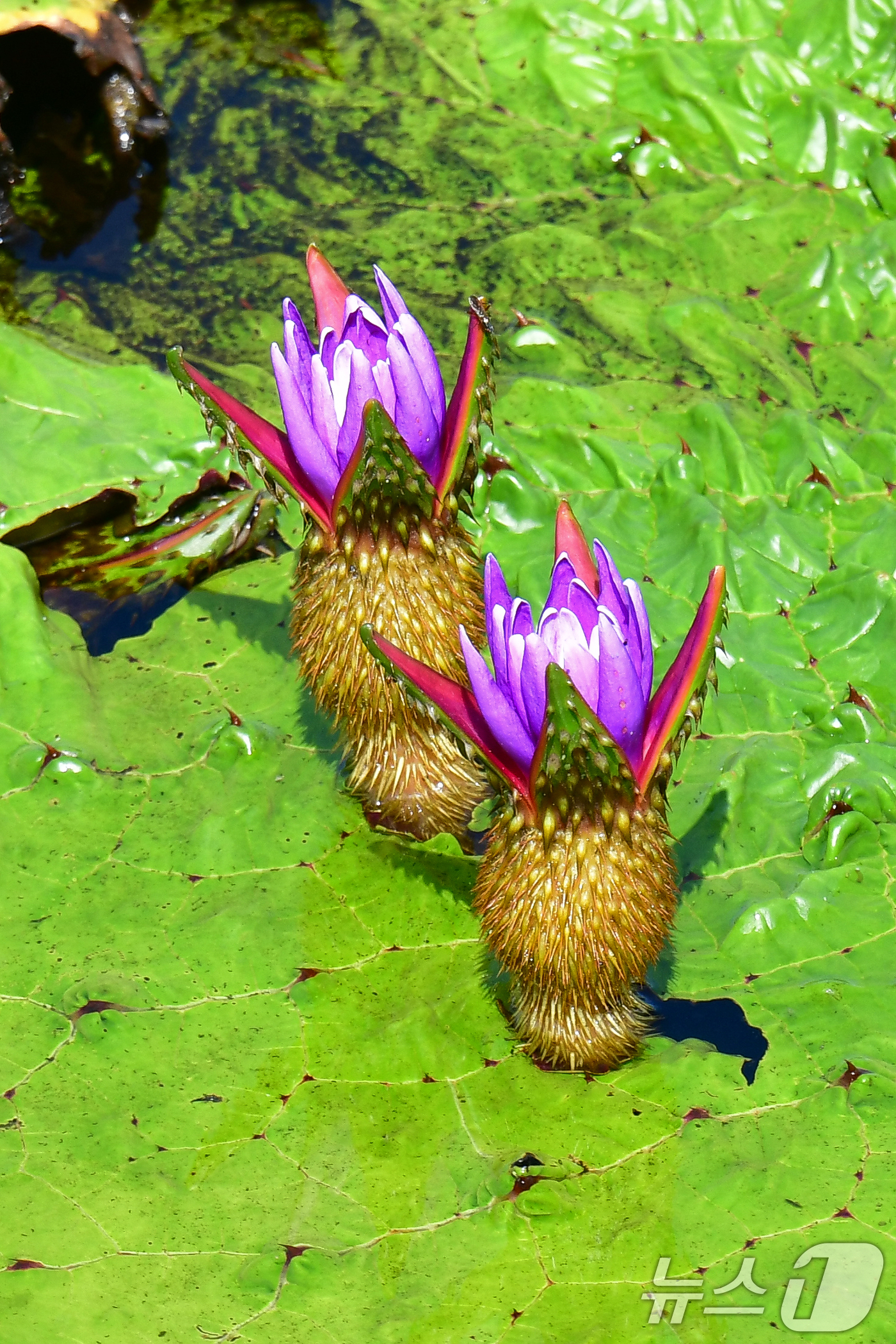 (포항=뉴스1) 최창호 기자 = 3일 오후 경북 포항시 남구 연일읍 조박 저수지에서 환경부 멸종위기 야생생물 Ⅱ급 가시연꽃이 꽃망울을 활짝 터뜨리고 있다. 2025.9.3/뉴스1