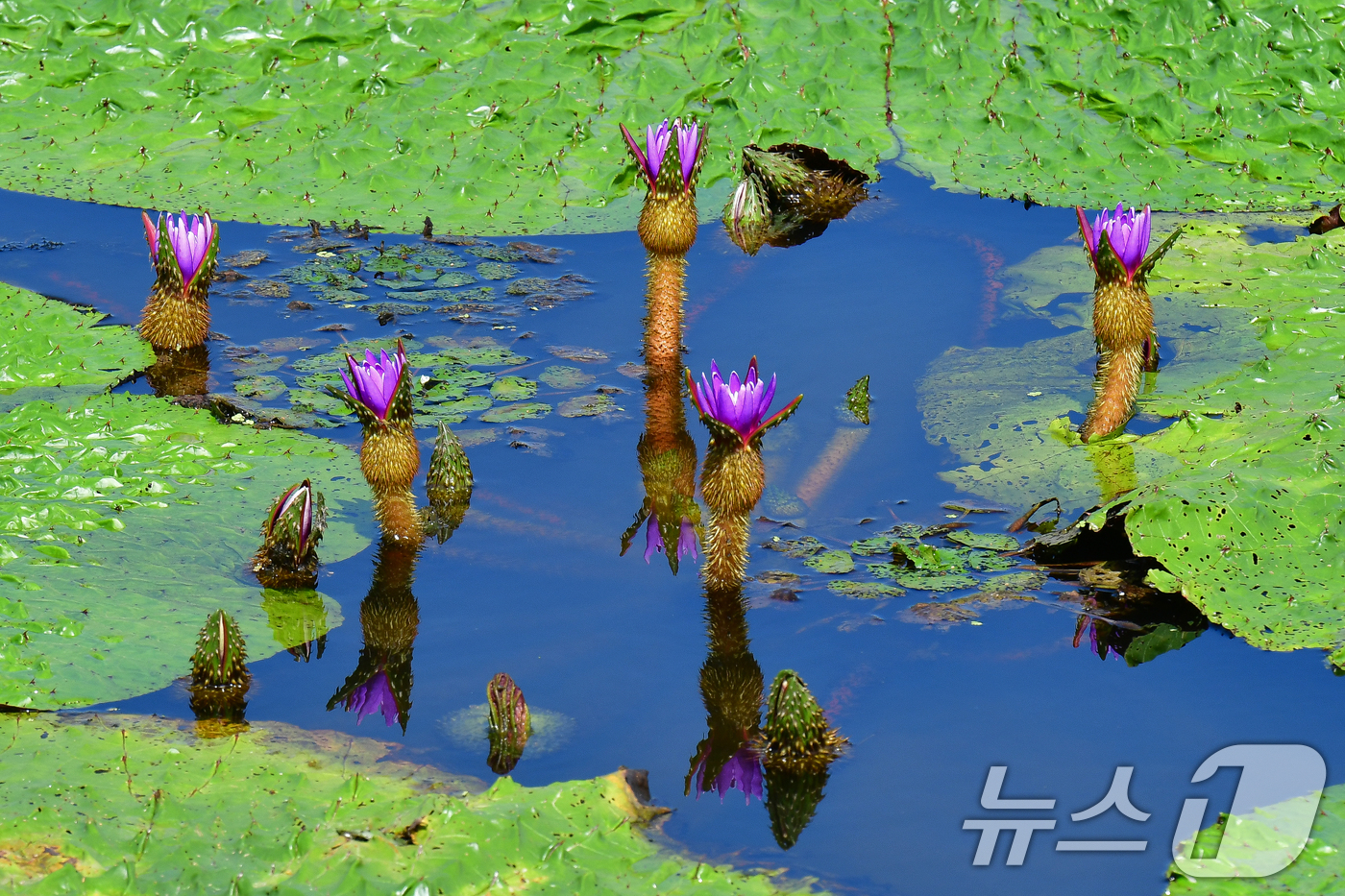 (포항=뉴스1) 최창호 기자 = 3일 오후 경북 포항시 남구 연일읍 조박 저수지에서 환경부 멸종위기 야생생물 Ⅱ급 가시연꽃이 꽃망울을 활짝 터뜨리고 있다. 2025.9.3/뉴스1