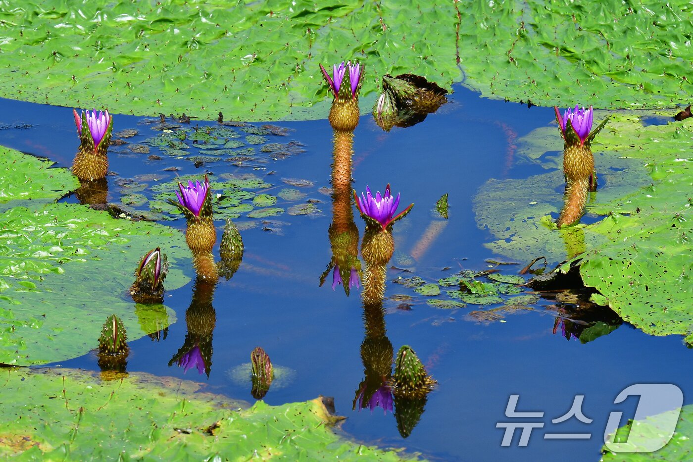 본문 이미지 - 3일 오후 경북 포항시 남구 연일읍 조박 저수지에서 환경부 멸종위기 야생생물 Ⅱ급 가시연꽃이 앞을 다퉈 꽃망울을 터뜨리고 있다. 2025.9.3/뉴스1 ⓒ News1 최창호 기자