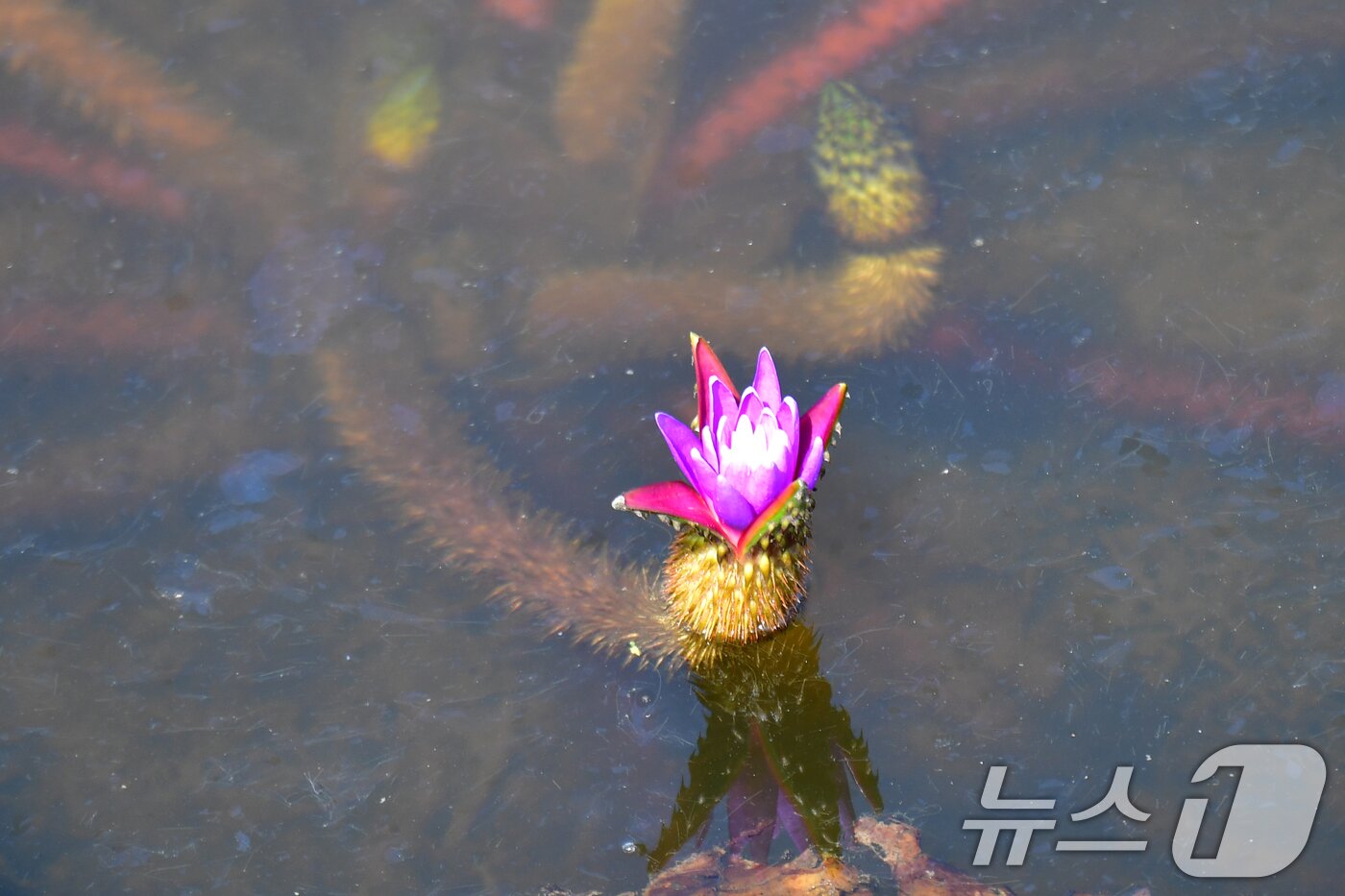 본문 이미지 - 3일 오후 경북 포항시 남구 연일읍 조박 저수지에서 환경부 멸종위기 야생생물 Ⅱ급 가시연꽃이 물속에서 꽃망울을 활짝 터뜨리고 있다. 2025.9.3/뉴스1 ⓒ News1 최창호 기자