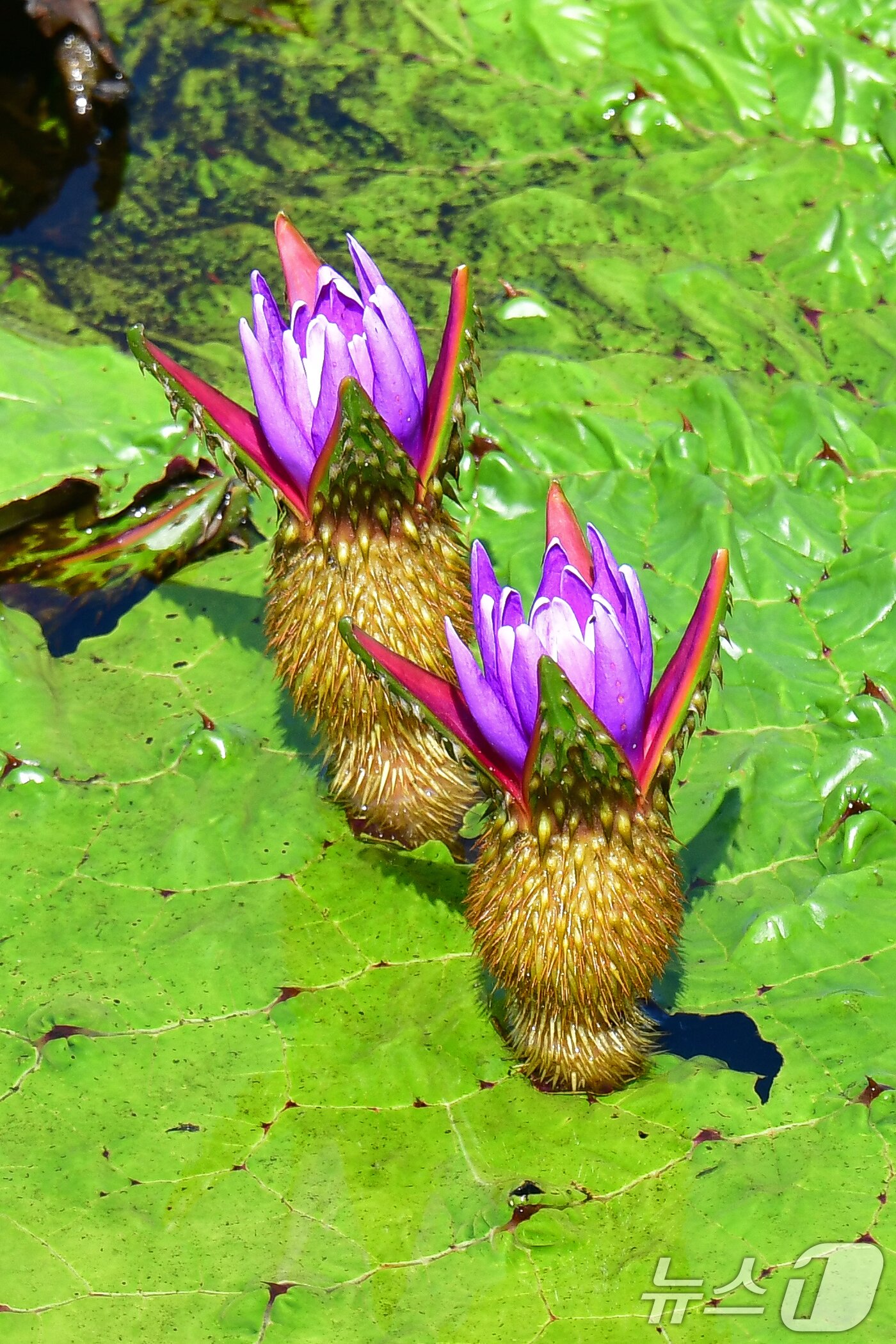 본문 이미지 - 3일 오후 경북 포항시 남구 연일읍 조박 저수지에서 환경부 멸종위기 야생생물 Ⅱ급 가시연꽃이 꽃망울을 활짝 터뜨리고 있다. 2025.9.3/뉴스1 ⓒ News1 최창호 기자