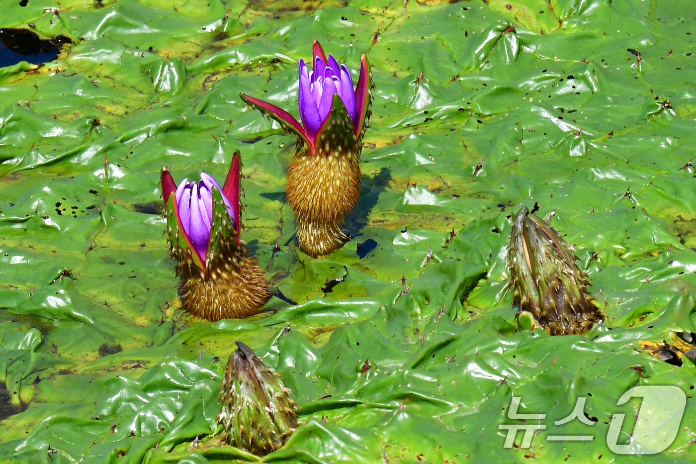 본문 이미지 - 3일 오후 경북 포항시 남구 연일읍 조박 저수지 곳곳에서 환경부 멸종위기 야생생물 Ⅱ급 가시연꽃들이 꽃망울을 활짝 터뜨리고 있다. 2025.9.3/뉴스1 ⓒ News1 최창호 기자