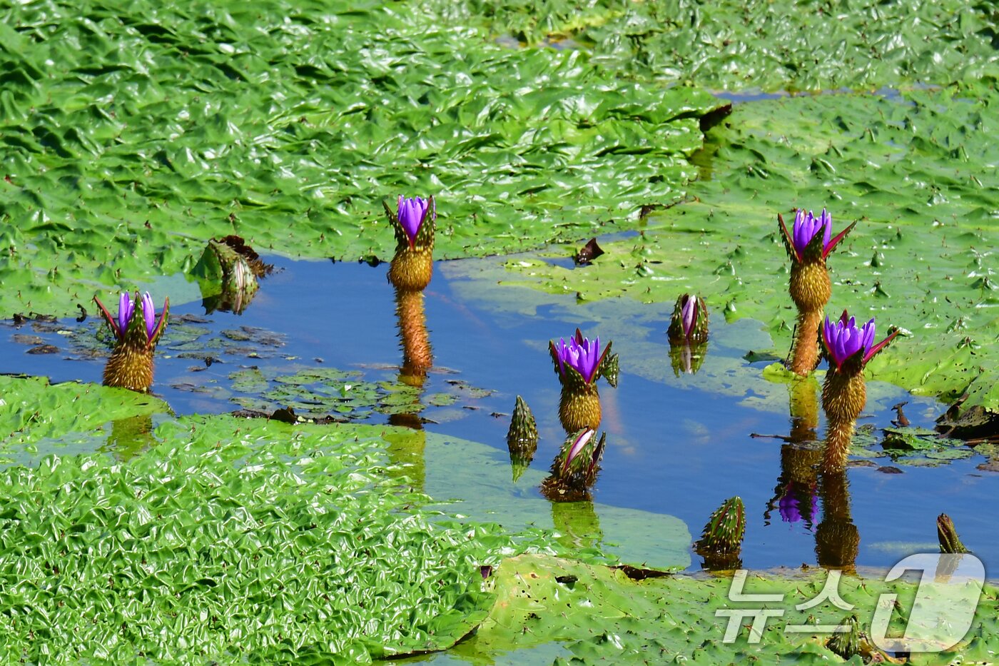 본문 이미지 - 3일 오후 경북 포항시 남구 연일읍 조박 저수지에서 환경부 멸종위기 야생생물 Ⅱ급 가시연꽃들이 자태를 뽐내고 있다. 2025.9.3/뉴스1 ⓒ News1 최창호 기자
