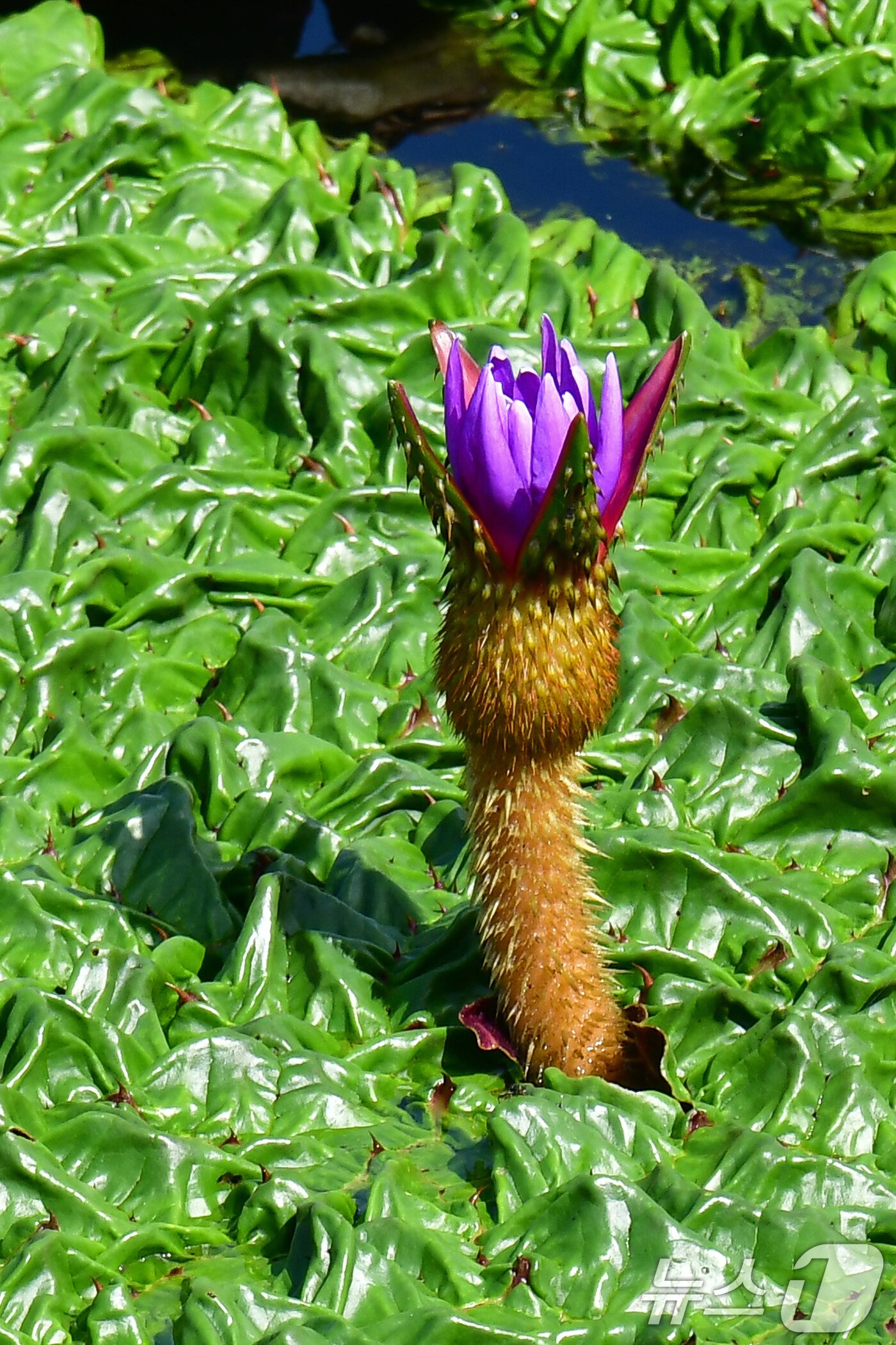 본문 이미지 - 3일 오후 경북 포항시 남구 연일읍 조박 저수지에서 환경부 멸종위기 야생생물 Ⅱ급 가시연꽃이 자태를 뽐내고 있다.  2025.9.3/뉴스1 ⓒ News1 최창호 기자