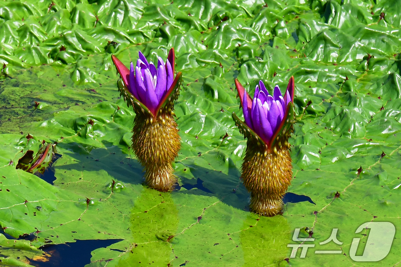 (포항=뉴스1) 최창호 기자 = 3일 오후 경북 포항시 남구 연일읍 조박 저수지에서 환경부 멸종위기 야생생물 Ⅱ급 가시연꽃이 꽃망울을 활짝 터뜨리고 있다. 2025.9.3/뉴스1