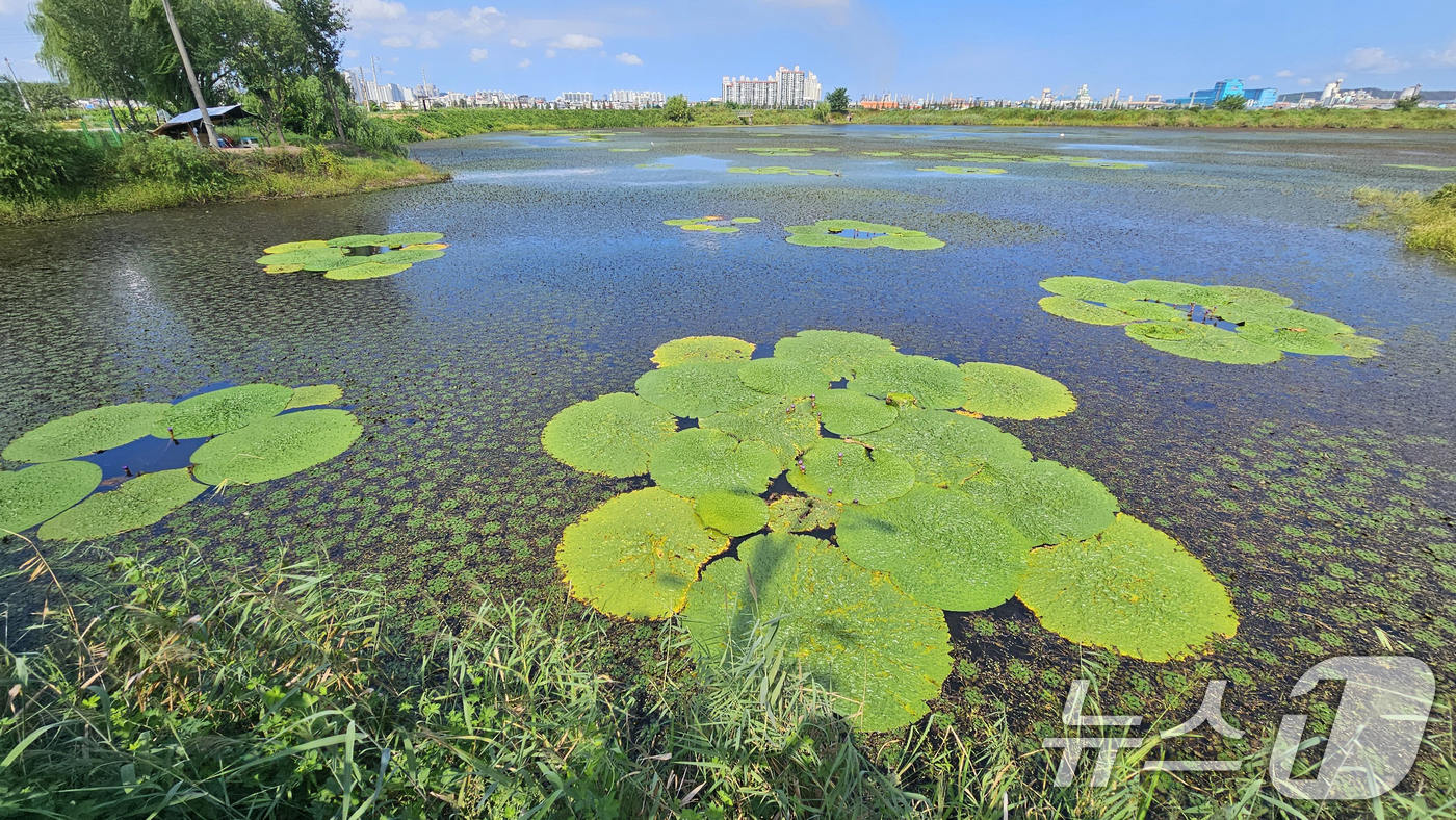 (포항=뉴스1) 최창호 기자 = 3일 오후 경북 포항시 남구 연일읍 조박 저수지에서 환경부 멸종위기 야생생물 Ⅱ급 가시연꽃이 꽃망울을 활짝 터뜨리고 있다. 2025.9.3/뉴스1
