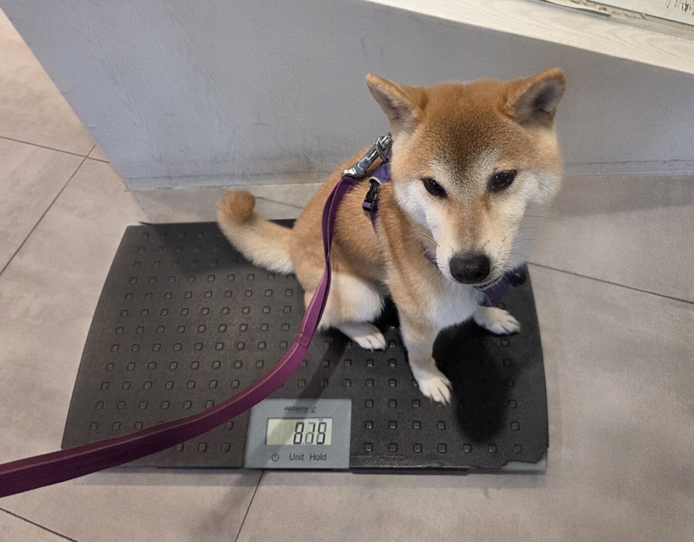 본문 이미지 - 케어25 건강검진을 위해 서울 동대문구 더케이동물병원을 찾은 시바견 유키 ⓒ 뉴스1 한송아 기자