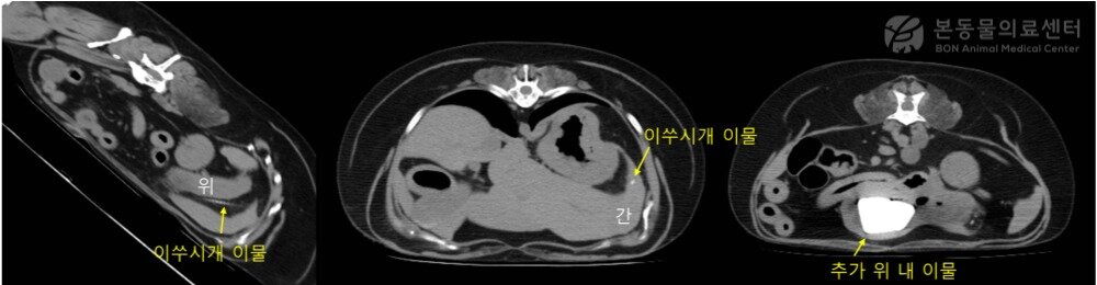 본문 이미지 - CT 검사 결과 발견된 이쑤시개 등 이물&#40;본동물의료센터 제공&#41; ⓒ 뉴스1