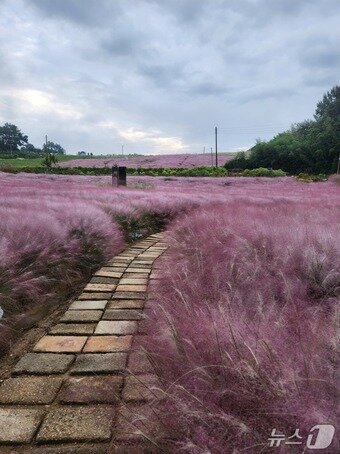 본문 이미지 - 핑크뮬리 축제&#40;고창청농원 제공&#41;