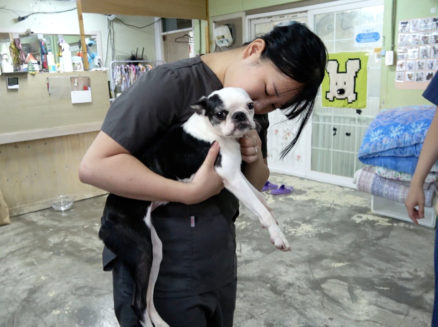 본문 이미지 - 보호견 &#39;먹지&#39;는 빙글빙글 돌고 갈비뼈가 드러날 정도로 말라 봉사활동 후 동물병원으로 이송해 진료를 진행했다&#40;동물병원 제공&#41;. ⓒ 뉴스1