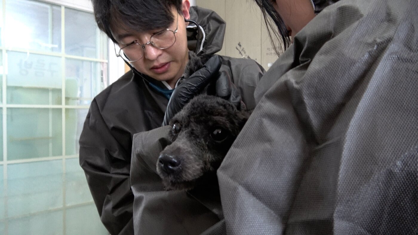 본문 이미지 - 김동현 원장이 보호견에게 예방접종을 하고 있다&#40;동물병원 제공&#41;. ⓒ 뉴스1