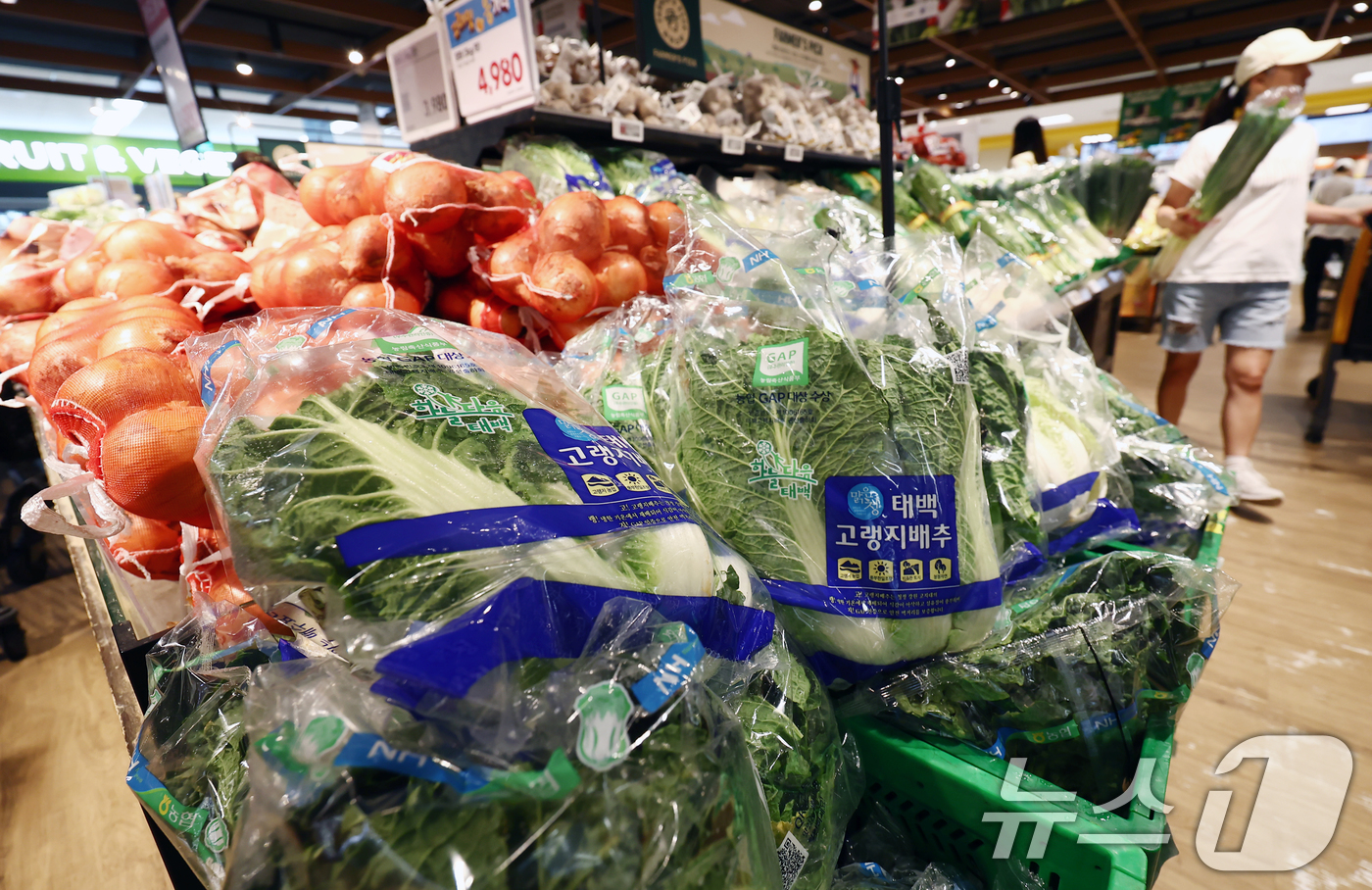 (서울=뉴스1) 김민지 기자 = 폭염·폭우 등 이상기온과 재배 면적 감소로 배추 가격이 올랐다.4일 한국농수산식품유통공사(KAMIS)에 따르면 배추 1포기 평균 소매 가격은 666 …