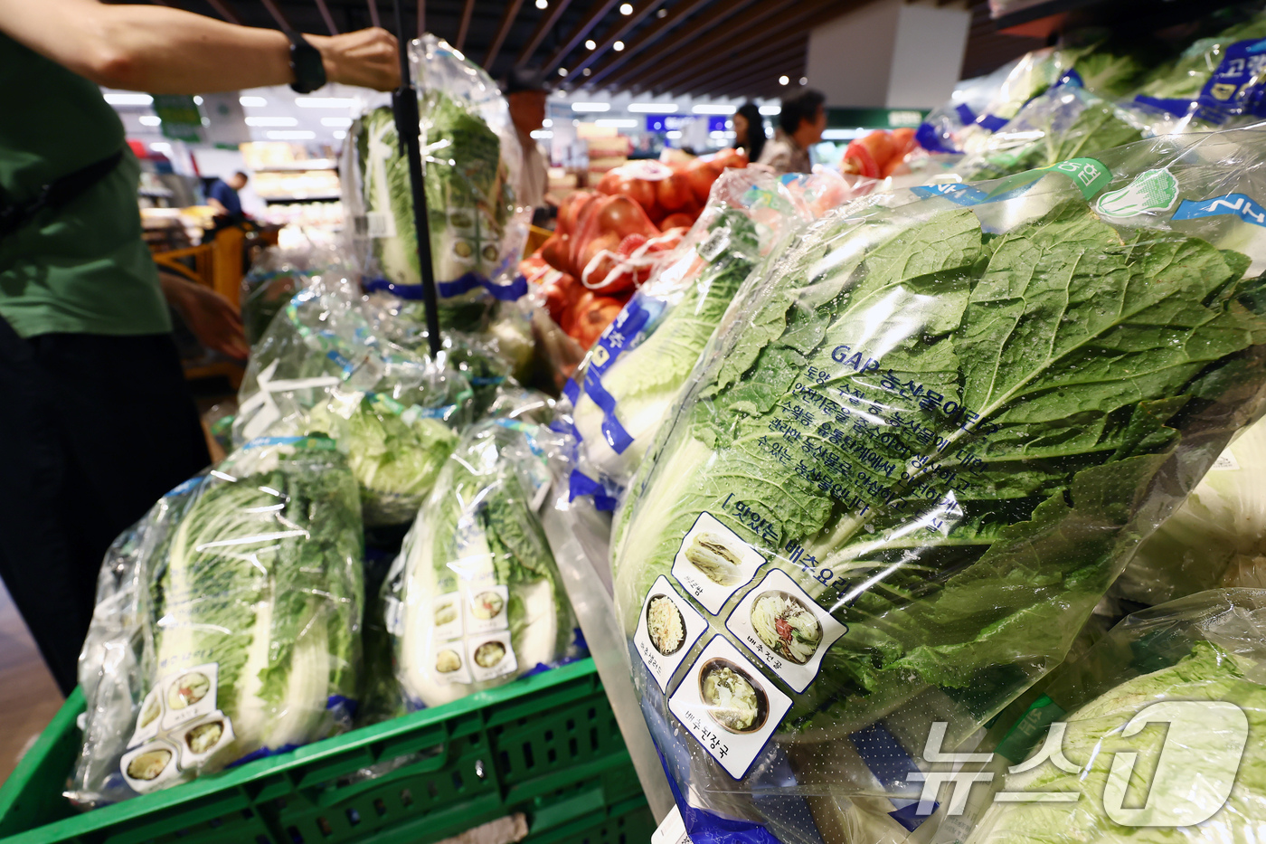 (서울=뉴스1) 김민지 기자 = 폭염·폭우 등 이상기온과 재배 면적 감소로 배추 가격이 올랐다.4일 한국농수산식품유통공사(KAMIS)에 따르면 배추 1포기 평균 소매 가격은 666 …
