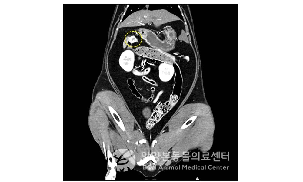 본문 이미지 - 인슐린종이 진단된 고양이의 CT 영상(본동물의료센터 제공) ⓒ 뉴스1