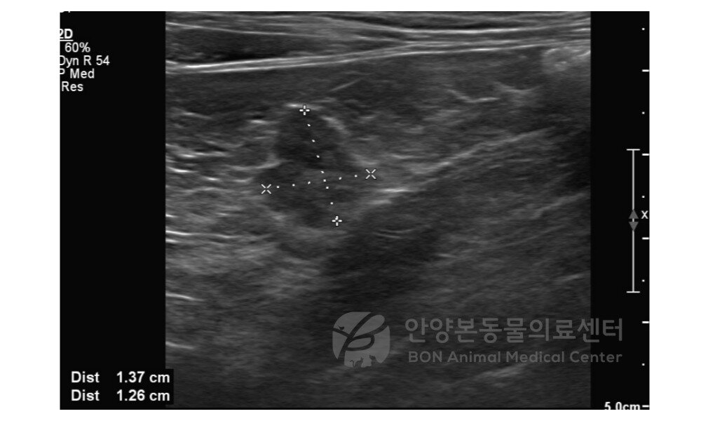 본문 이미지 - 인슐린종이 진단된 고양이의 복부 초음파 영상(본동물의료센터 제공) ⓒ 뉴스1