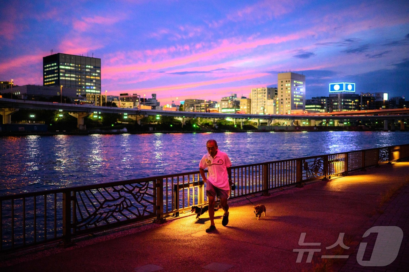 (도쿄 AFP=뉴스1) 심서현 기자 = 3일 일본 도쿄 스미다강에서 한 남성이 반려견들과 산책을 하고 있다. 2025.09.04.ⓒ AFP=뉴스1