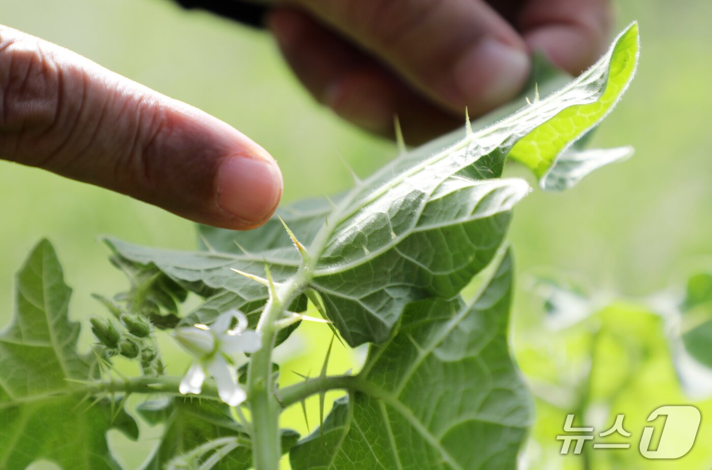 본문 이미지 - 제주 서귀포시 안덕면 화순 곶자왈에 있는 왕도깨비가지.2025.9.5./뉴스1