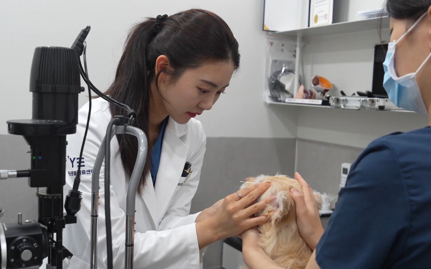 본문 이미지 - 김수안 안과치과센터장이 반려견 안과검진을 하고 있다&#40;동물병원 제공&#41;. ⓒ 뉴스1