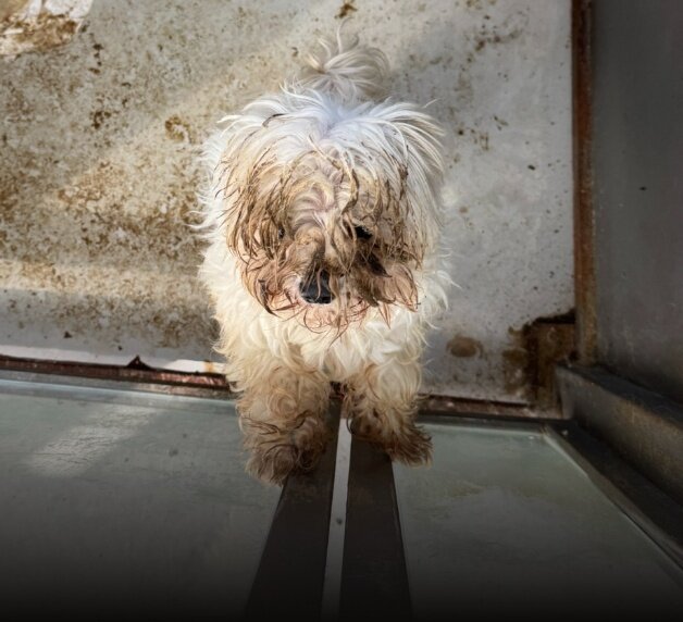 본문 이미지 - 신종펫숍에 맡겨진 뒤 방치된 동물(동물자유연대 제공) ⓒ 뉴스1