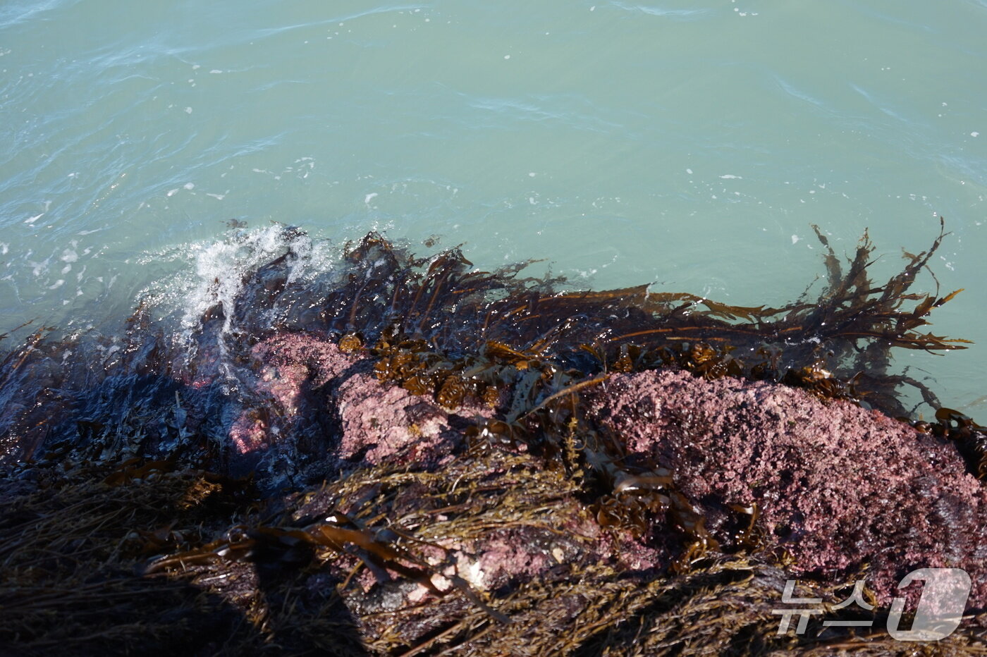 본문 이미지 - 혈도 갱번의 돌미역. 2025.9.5/뉴스1 ⓒ News1 조영석 기자 