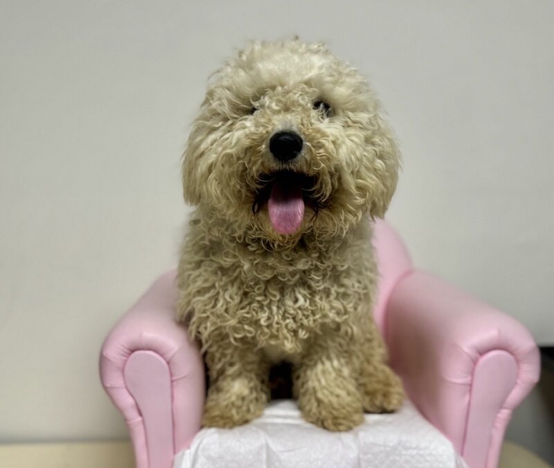 본문 이미지 - 지자체 보호소 입소 당시 리코의 모습&#40;동물보호관리시스템 제공&#41; ⓒ 뉴스1