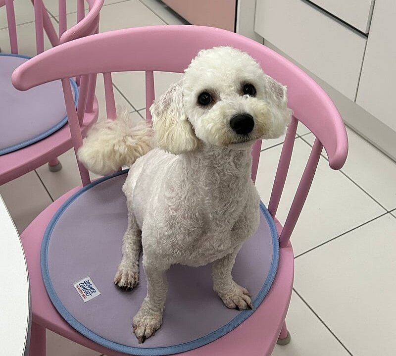 본문 이미지 - 예쁘게 미용한 리코&#40;CRK 제공&#41; ⓒ 뉴스1