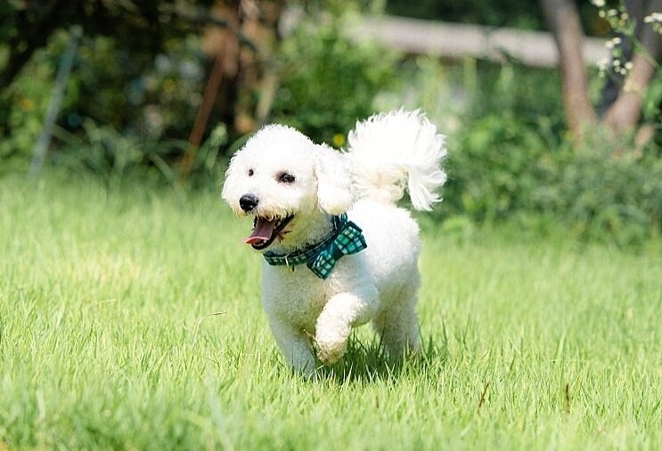 본문 이미지 - 동물보호단체 CRK에서 보호 중인 리코&#40;CRK 제공&#41; ⓒ 뉴스1