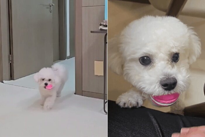 본문 이미지 - 무한 공놀이에 심취한 소망이(보호자 제공) ⓒ 뉴스1