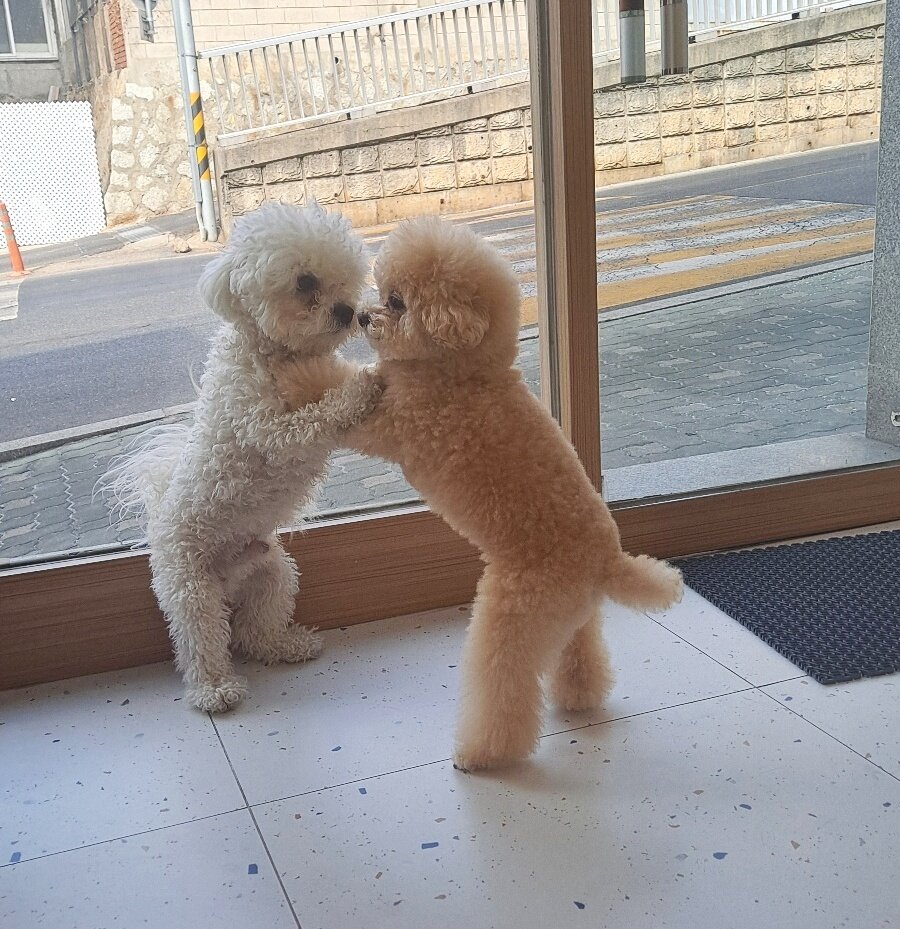 본문 이미지 - '싸우는 거 아님'…개 친구와도 잘 노는 소망이(보호자 제공) ⓒ 뉴스1