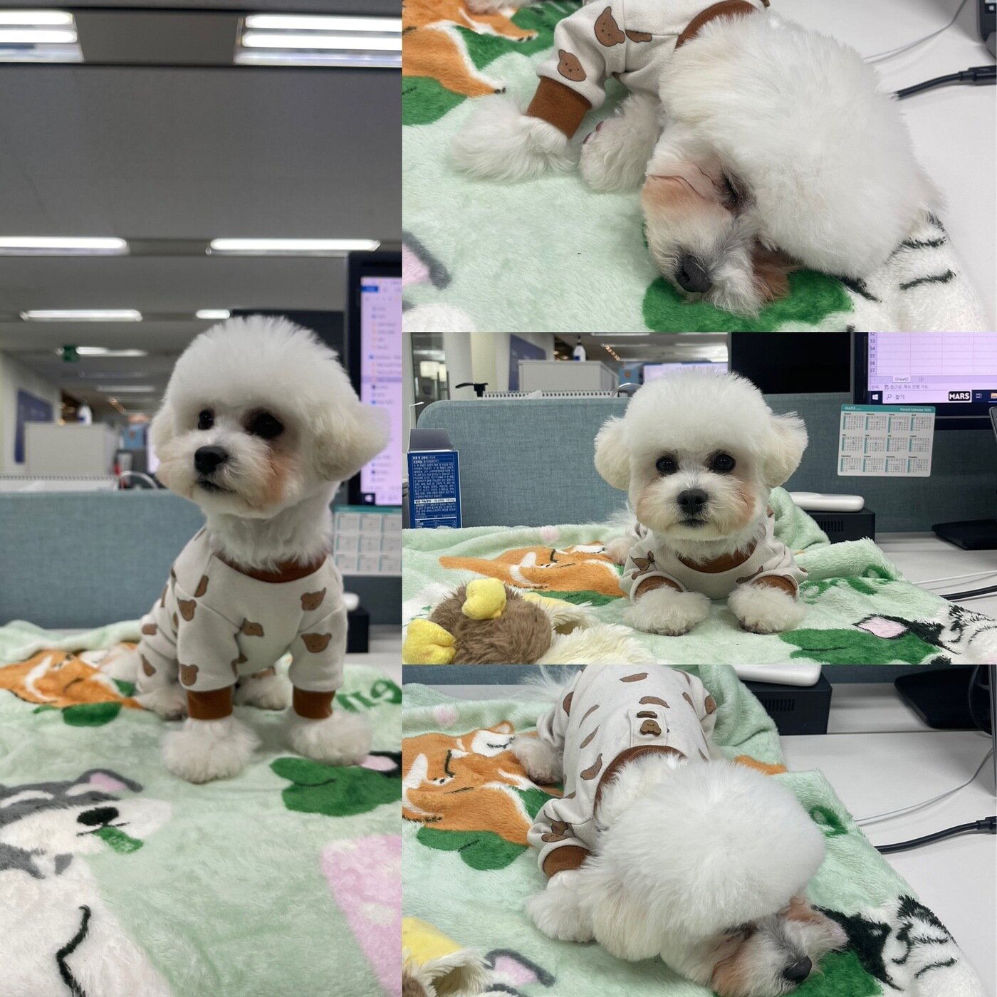 본문 이미지 - A 씨가 소망이를 처음 만난 날(보호자 제공) ⓒ 뉴스1