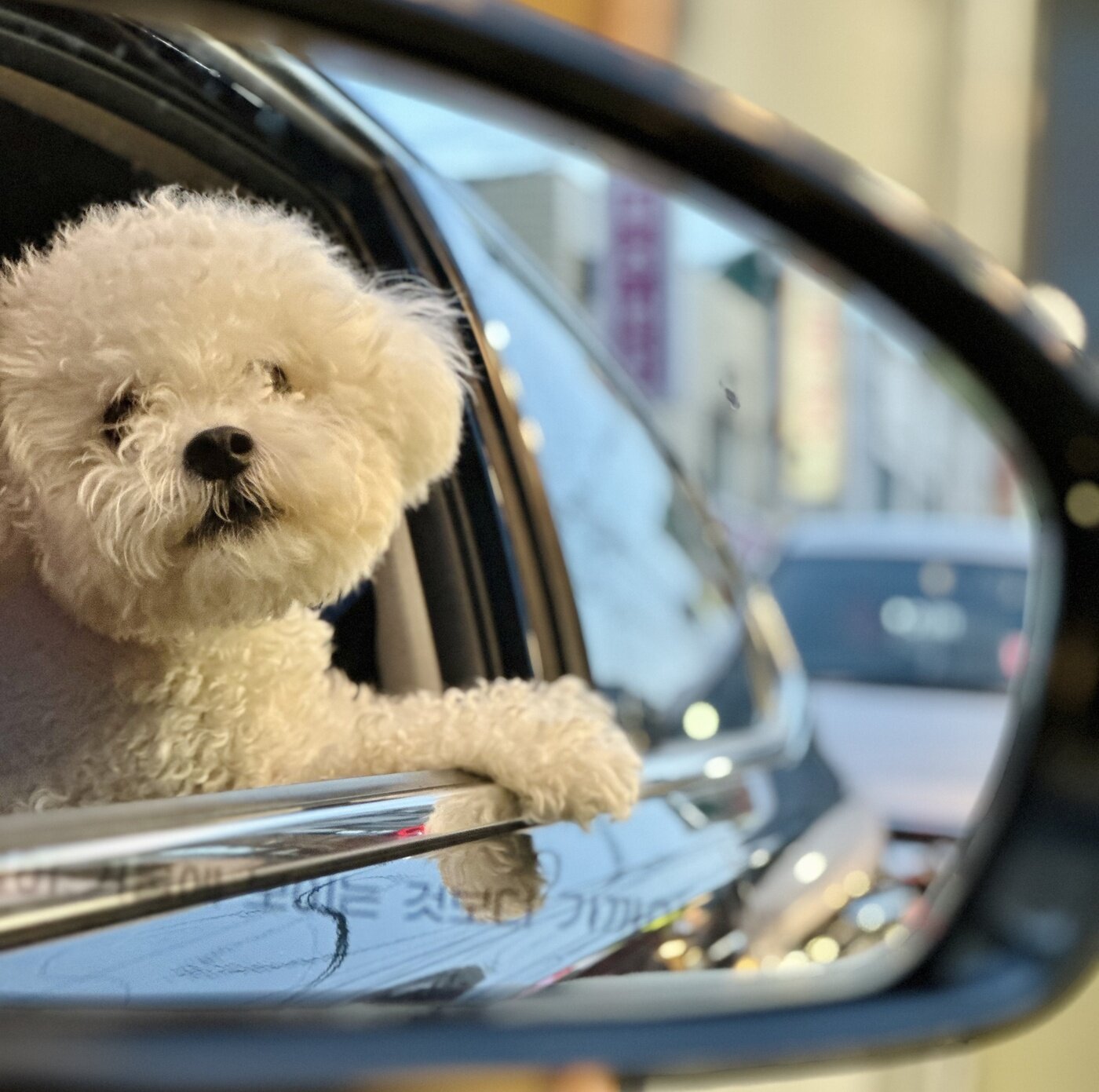 본문 이미지 - A 씨의 두 번째 반려견이 된 소망이(보호자 제공) ⓒ 뉴스1