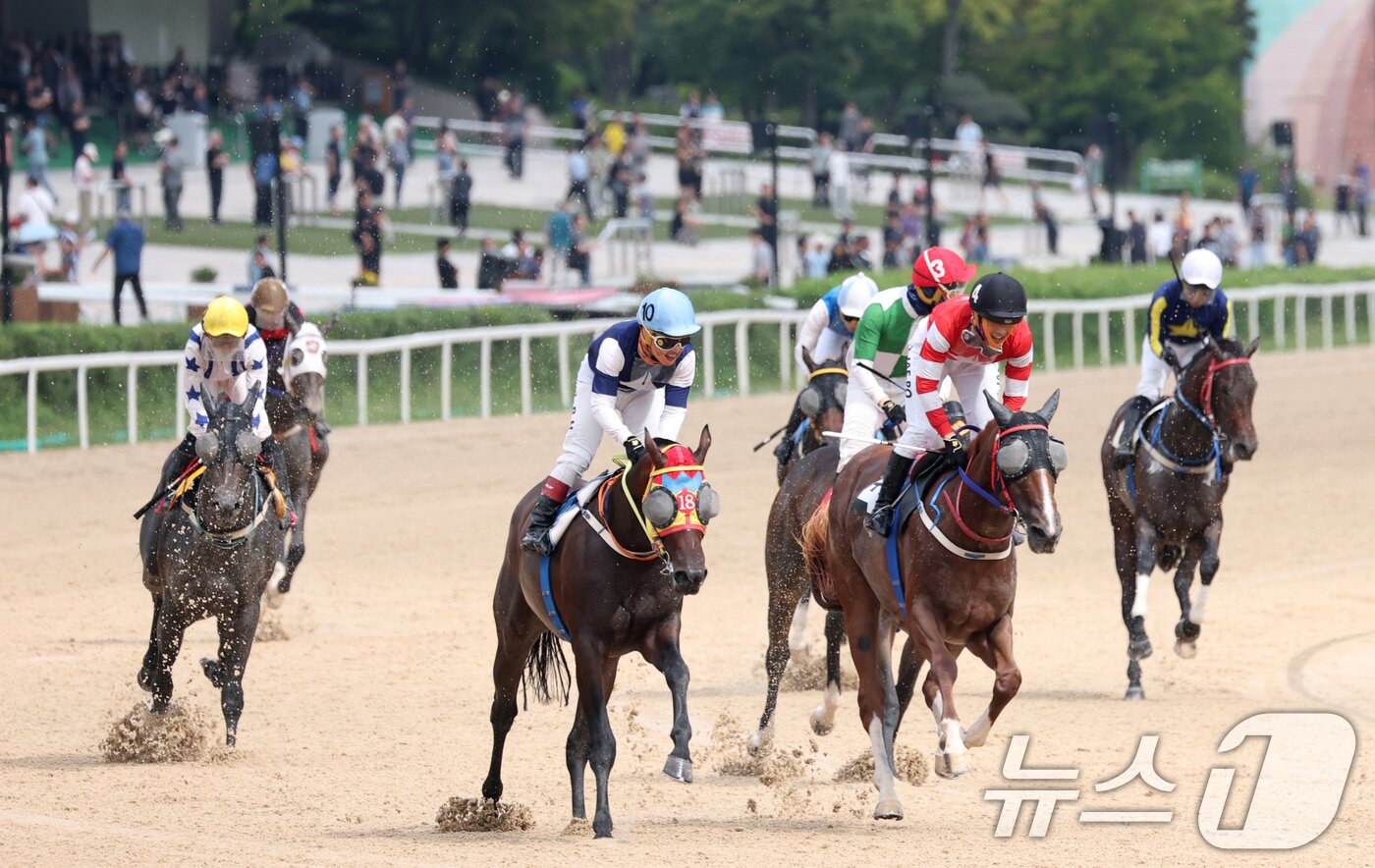 본문 이미지 - 제8회 OBS 코리아컵&코리아스트린트 경주가 열린 7일 경기 과천시 렛츠런파크 서울에서 경주마가 힘차게 달리고 있다.  2025.9.7/뉴스1 ⓒ News1 김영운 기자