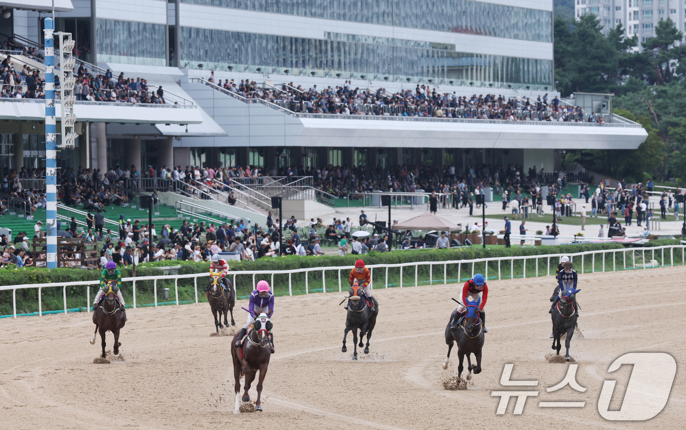 (과천=뉴스1) 김영운 기자 = 제8회 OBS 코리아컵&코리아스트린트 경주가 열린 7일 경기 과천시 렛츠런파크 서울에서 경주마가 힘차게 달리고 있다.이번 코리아컵 개최를 기념해 시 …
