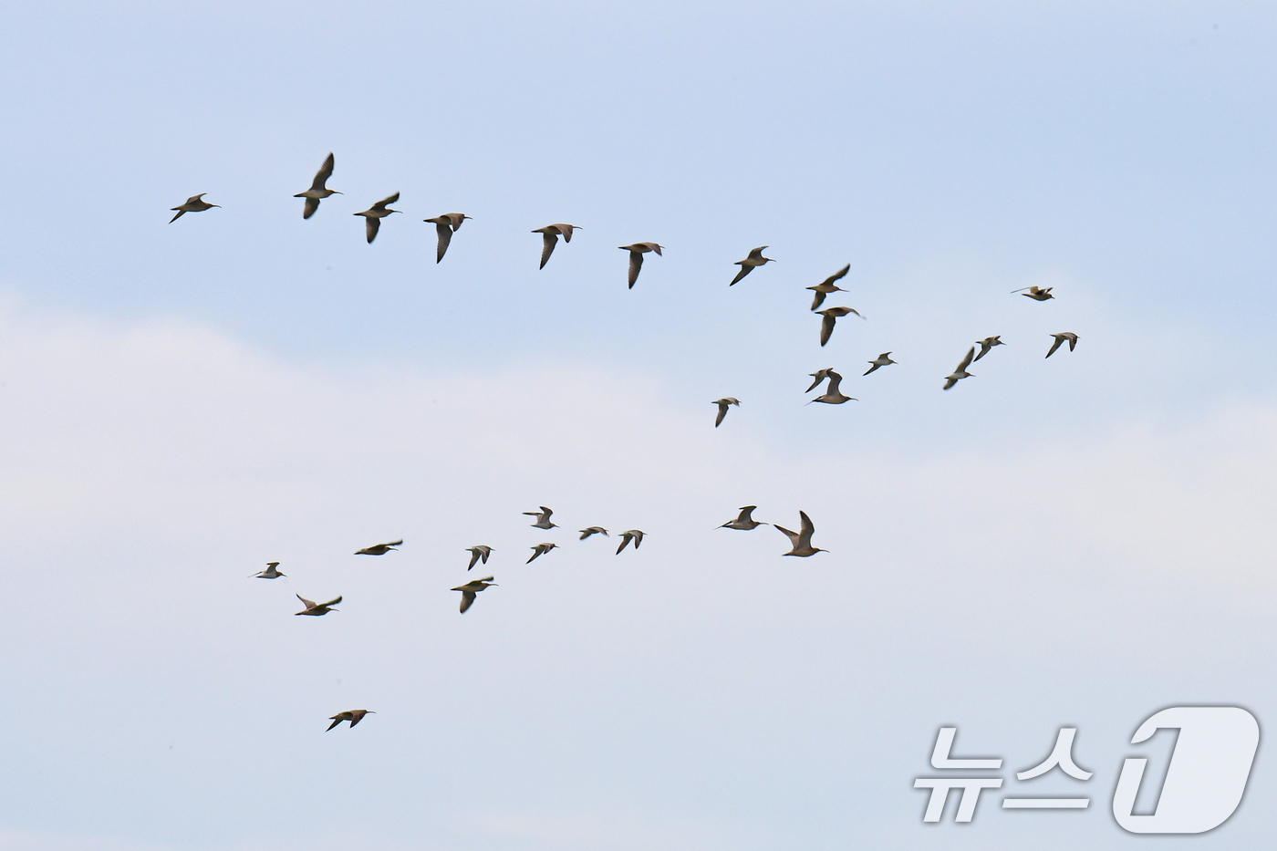 (포항=뉴스1) 최창호 기자 = 절기상 백로인  7일 도요새 무리가 경북 포항시 북구 흥해읍 칠포리 해안을 따라 날아가고 있다. 2025.9.7/뉴스1