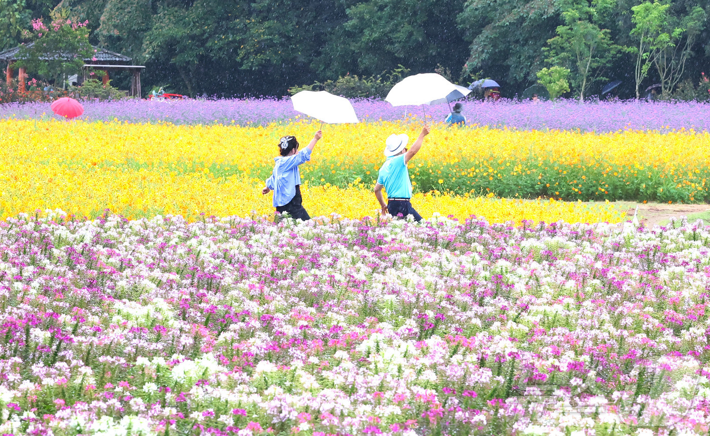 (서울=뉴스1) = 가을비가 내린 7일 경남 함양군 상림경관단지에서 꽃구경을 나온 관광객이 우산을 받쳐 들고 만개한 가을꽃을 구경하며 즐거운 시간을 보내고 있다. (함양군 제공. …
