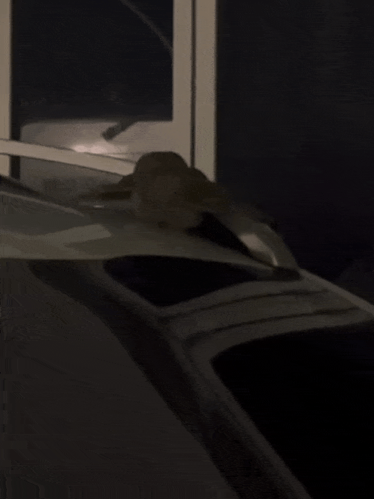 본문 이미지 - 가수 홍진영이 발견한 쓰러진 부엉이(홍진영 인스타그램) ⓒ 뉴스1